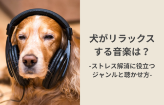犬がリラックスする音楽は？ストレス解消に役立つジャンルと聴かせ方
