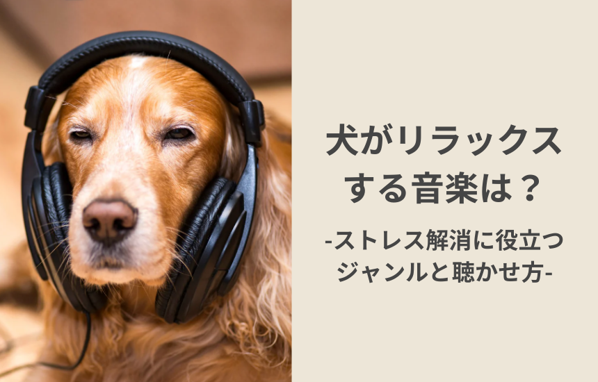 犬がリラックスする音楽は？ストレス解消に役立つジャンルと聴かせ方