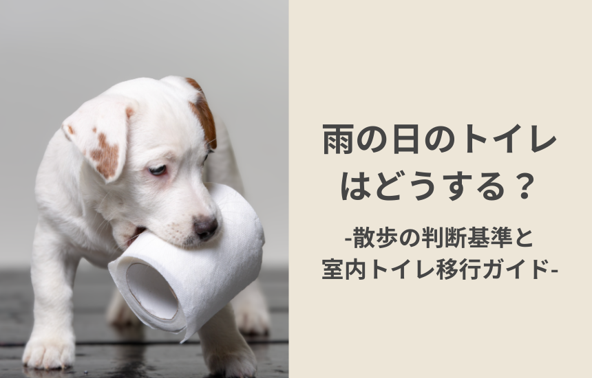 雨の日はどうする？散歩の判断基準と室内トイレ移行ガイド