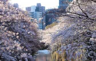 江戸川橋周辺の桜並木