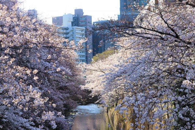江戸川橋周辺の桜並木
