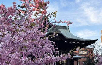 桜神宮と河津桜
