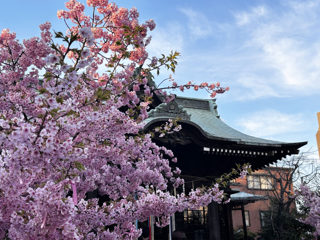 桜神宮と河津桜